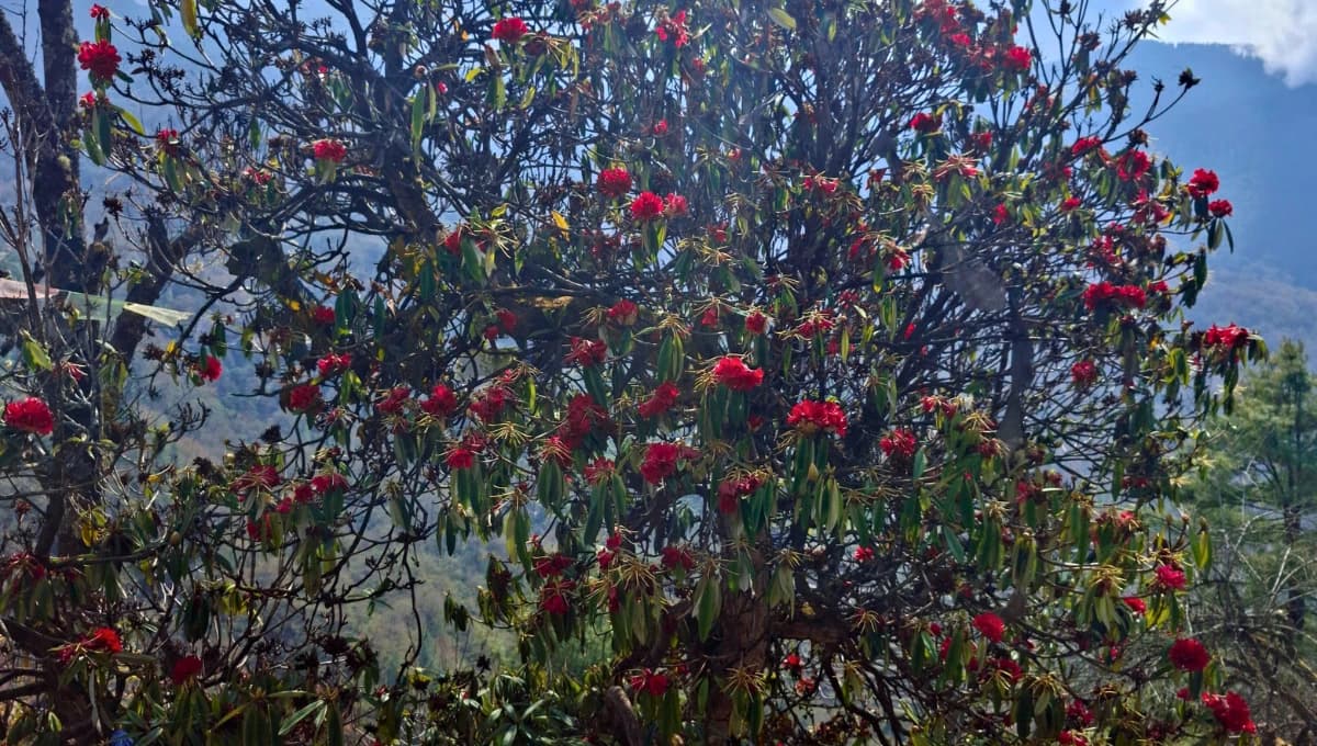 Langtang Gosaikunda Trek Rododendron Forest