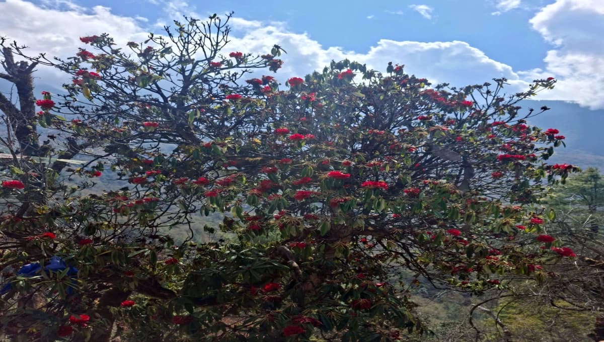 Langtang Gosaikunda Trek
