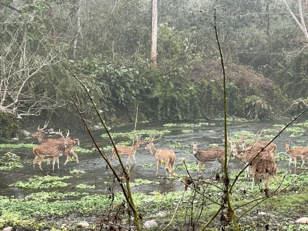 Chitwan2