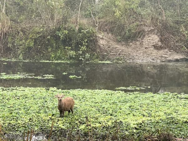 Chitwan3