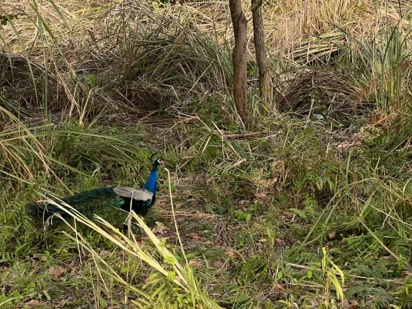 Chitwan4