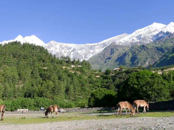 Pilgrimage To Muktinath Image1
